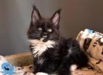 Tuxedo Maine coon male - Maine Coon Kitten For Sale - Hallandale&comma; FL&comma; US