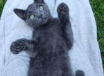 Kevin - Russian Blue Kitten For Sale - 