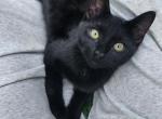 Teddy - Russian Blue Kitten For Sale - 