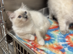 Lilac Blue Ragdoll - Ragdoll Kitten For Sale - Boca Raton&comma; FL&comma; US