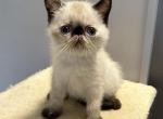 Exotic seal points - Exotic Kitten For Sale - Brooklyn&comma; NY&comma; US