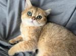 Scottish straight golden chinchilla male kitten - Scottish Straight Kitten For Sale - Hallandale&comma; FL&comma; US