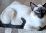 CFA Coming Next Year - Siamese Kitten For Sale - 