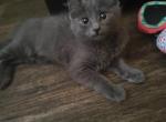 Gray sky - Nebelung Kitten For Sale - Bostonia&comma; CA&comma; US