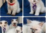 ragdolls - Ragdoll Kitten For Sale - Marana&comma; AZ&comma; US