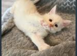 Nala - Maine Coon Kitten For Sale - Hillsville&comma; VA&comma; US