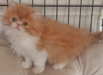 Persians kittens  boys - Persian Kitten For Sale - Woodburn&comma; IN&comma; US