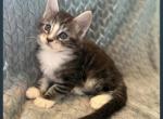 Zazu - Maine Coon Kitten For Sale - Hillsville&comma; VA&comma; US