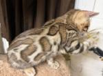 Bengal kittens - Bengal Kitten For Sale - Middleburg&comma; FL&comma; US