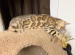 Bengal kittens - Bengal Kitten For Sale - Middleburg&comma; FL&comma; US