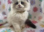 Szlatas - Ragdoll Kitten For Sale - Troutman&comma; NC&comma; US