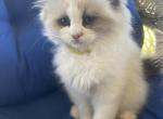 Szlatas - Ragdoll Kitten For Sale - Troutman&comma; NC&comma; US