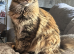Arya - Maine Coon Cat For Sale - 