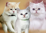 Oliver - British Shorthair Kitten For Sale - AZ&comma; US