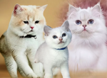 Rupert - British Shorthair Kitten For Sale - 