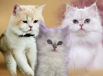 Theodore - British Shorthair Kitten For Sale - 