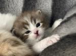 Sirenkatz Aragorn - Ragamuffin Kitten For Sale - Frankfort&comma; KY&comma; US