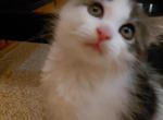 LittleA - Turkish Van Kitten For Sale - Russell&comma; MA&comma; US