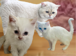 Louis - British Shorthair Kitten For Sale - AZ&comma; US