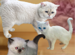 Rolo not ready yet - British Shorthair Kitten For Sale - 