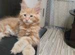 Boy V80 - Maine Coon Kitten For Sale - Millingport&comma; NC&comma; US
