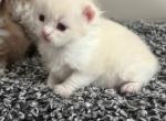 Sirenkatz Gandalf - Ragamuffin Kitten For Sale - 