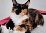 Girl V81 - Maine Coon Kitten For Sale - Millingport&comma; NC&comma; US
