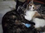 Tink & Taz - American Shorthair Kitten For Adoption - Newburgh Heights&comma; OH&comma; US