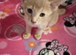 Tickle Me Fawn - Abyssinian Kitten For Sale - 