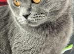 Lolita - Scottish Fold Kitten For Sale - 