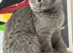 Linda - Scottish Fold Kitten For Sale - Brooklyn&comma; NY&comma; US