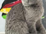 Lolita - Scottish Fold Kitten For Sale - 
