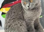 Linda - Scottish Fold Kitten For Sale - Brooklyn&comma; NY&comma; US