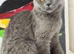 Lolita - Scottish Fold Kitten For Sale - Brooklyn&comma; NY&comma; US