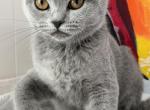 Olivia - British Shorthair Kitten For Sale - 