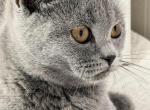 Olivia - British Shorthair Kitten For Sale - 