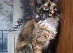 Girl V84 - Maine Coon Kitten For Sale - Virginia Bch&comma; VA&comma; US