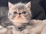 Bear - Exotic Kitten For Sale - Arlington Heights&comma; IL&comma; US