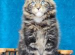 Rimus - Maine Coon Kitten For Sale - Virginia Bch&comma; VA&comma; US