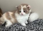 Sirenkatz Willow - Ragamuffin Kitten For Sale - 