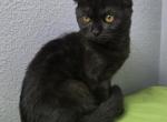 Lucas - Scottish Fold Kitten For Sale - 