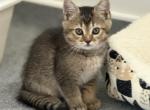 Leo  Scottish Straight Boy - Scottish Straight Kitten For Sale - Monroe&comma; NC&comma; US