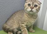 Louis - Scottish Fold Kitten For Sale - 