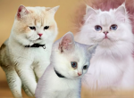 Archie - British Shorthair Kitten For Sale - AZ&comma; US