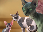 Domino - Sphynx Kitten For Sale - AZ&comma; US