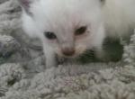 Blue Point  Male Siamese Kitten - Siamese Cat For Sale - Grayslake&comma; IL&comma; US
