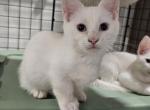 Gagnon - Munchkin Kitten For Sale - 