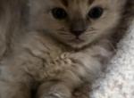 Mason - Ragdoll Kitten For Sale - 