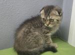 Henry - Scottish Fold Kitten For Sale - FL&comma; US
