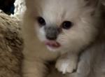 Cody - Ragdoll Kitten For Sale - 
